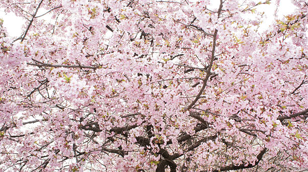 Sakura Cherry Blossom Japan Stock Photo - Download Image Now