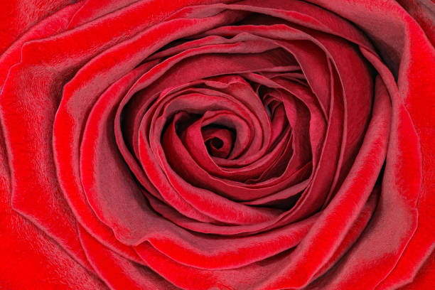 istock Rose red bud with velvet petals close-up macro 1474877053