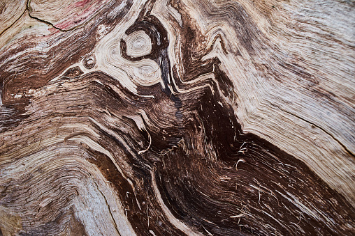 macro of contorted sandblasted wood grain from a dead alpine pine tree