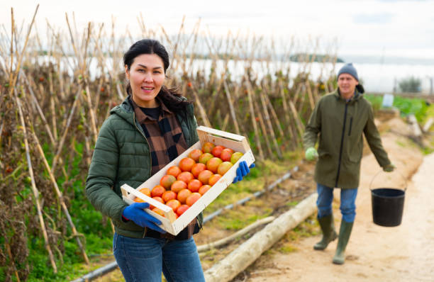 istock Asian woman gardener holding box with tomatoes 1474877480