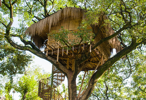 A bamboo hut built on a top branch of a tree giving perfect view and representing ecotourism, tribal vintage lifestyle and beauty.