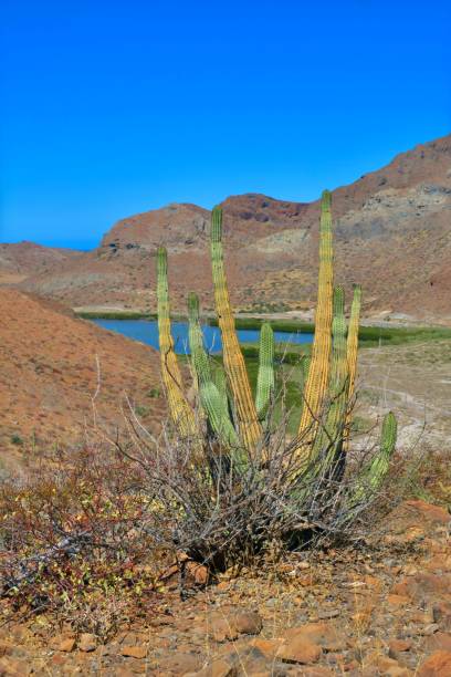 istock The Green and Yellow Cactus 1474877943
