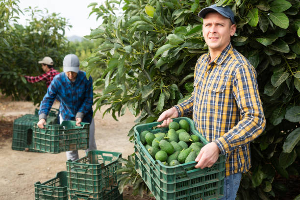 smiling gardener man with full avocado box - persea imagens e fotografias de stock