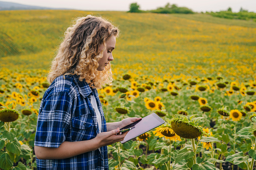 Side view of an agriculture woman farmer using tablet device and smart phone device checking on sunflower field. Smart farm. Agricultural technology and organic agriculture