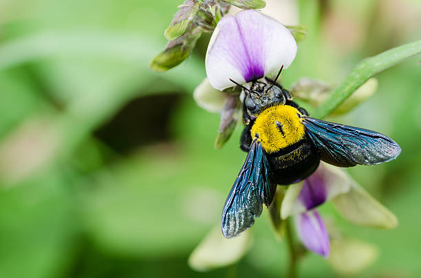 istock Carpenter bee macro in the nature 147487893