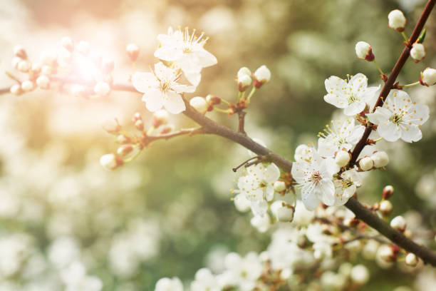 春の桜。マクロな桜の木の枝の抽象的な背景。幸せな過越祭の背景。春の女性の日のコンセプト。イースター、誕生日、女性または母親の休日。選択フォーカス。