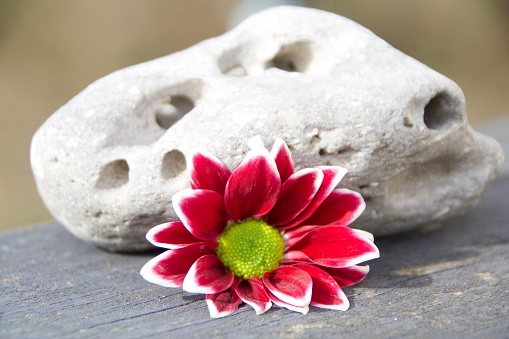 Close up flower on wooden deck