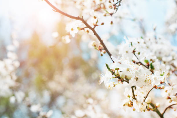istock Spring Cherry Blossom. Abstract background of macro cherry blossom tree branch. Happy Passover background. Spring womens day concept. Easter, Birthday, womens or mothers holiday. Selective focus. 1474878953