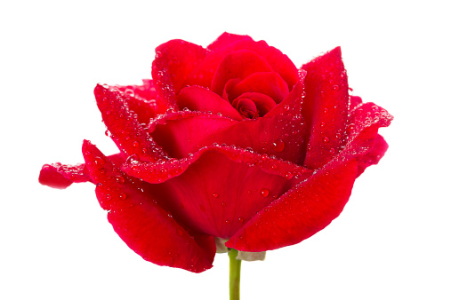 A single Red rose with dew drops isolated on a white background