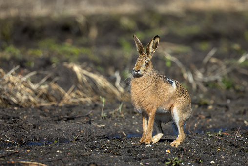 European hare (Lepus europaeus) sitting in an agricultural field.