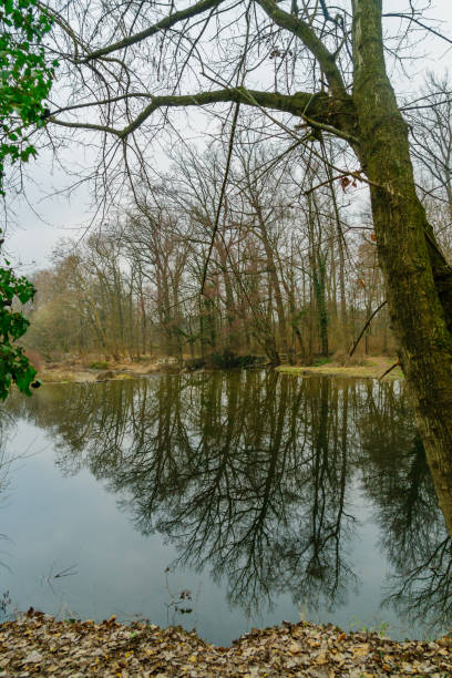 istock Lambro River, and trees in the Monza Park 1474880461