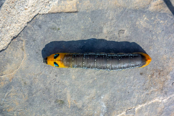 Large African caterpillars