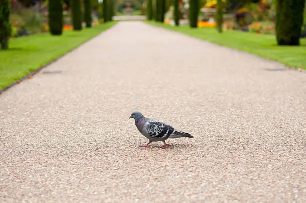 Photo of Pigeon crossing foot path in Regent's Park London