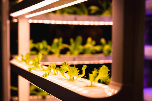 istock Organic hydroponic vegetable grow with LED Light Indoor farm, Agriculture Technology. 1474881589