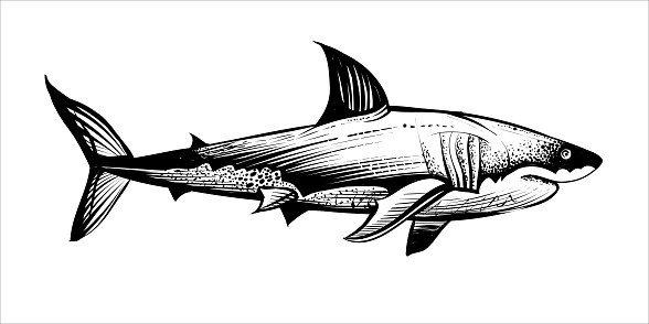 Shark sketch, black and white vector illustration.