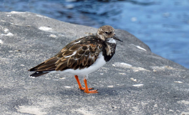 Ruddy Turnstone Bird perched on rock in Lanzarote. Ruddy Turnstone Bird perched on rock in Lanzarote. ruddy turnstone stock pictures, royalty-free photos & images