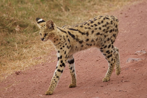 Leptailurus serval gato en camino rojo photo