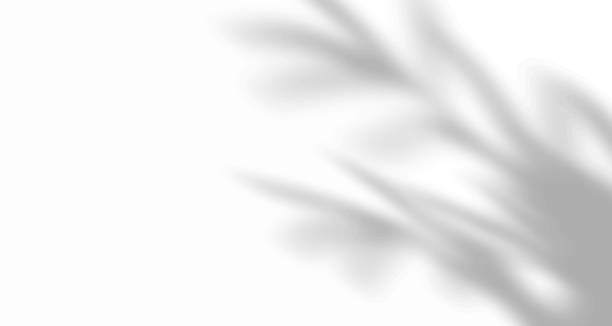 istock Realistic blurred natural light leaves, palm and window shadow overlay on wall paper or frames texture, abstract background, summer, spring, autumn for product presentation podium and mockup seasonal. 1474884124