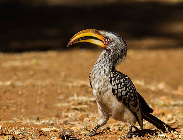 Southern yellow billed Hornbill taken from a nice low angle stock photo