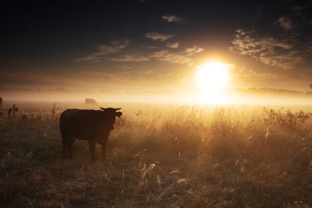 istock Cattle, Meadow, Field, Sunrise, Sun, Fog, Dark 1474886749