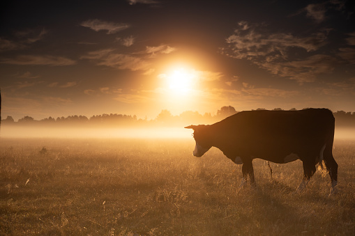 Cow, Meadow, Field, Sunrise, Sun, Fog, Dark