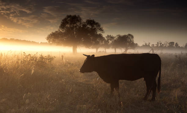 istock Cattle, Field, Fog, Trees 1474886786
