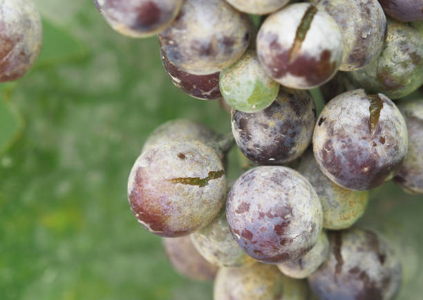 Powdery mildew of grape, wine grape diseases or pest, Uncinula necator Powdery mildew of grape, wine grape diseases or pest, Uncinula necator, close up mildew stock pictures, royalty-free photos & images