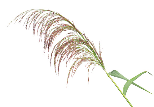 Reed spike isolated on white background, Phragmites australis