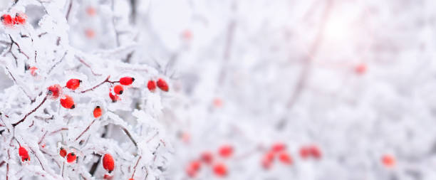 istock Frozen wild berries in winter, panoramic view 1474886935