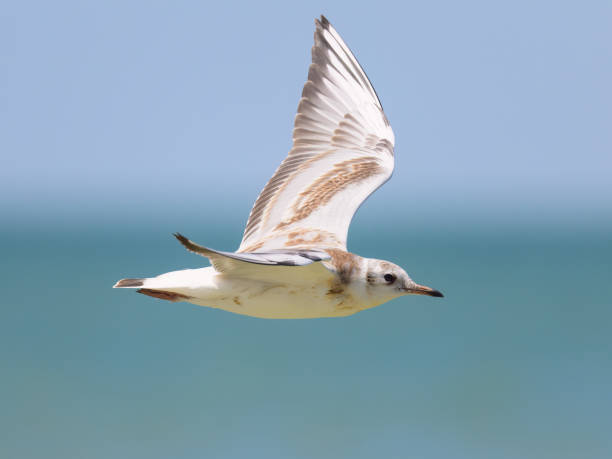 istock A black-headed gull in flight on the beach 1474887205