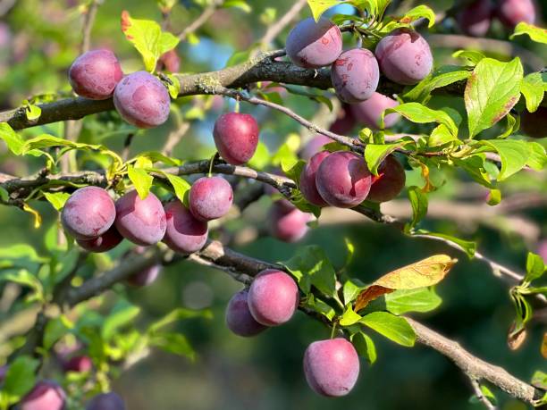 istock Plum fruits on branch in orchard. 1474887298