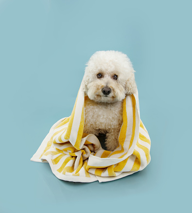 Portrait cure poodle summer going on vacations covered with a striped yellow towel. Isolated on blue pastel background