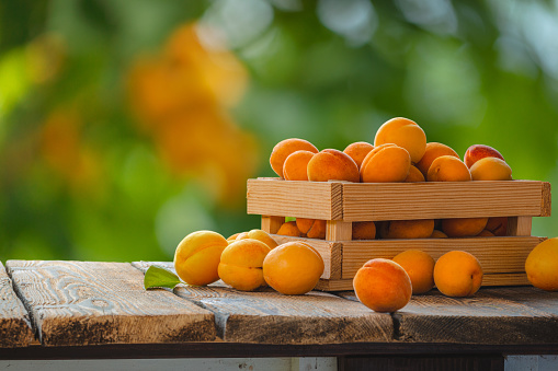 Freshly picked ripe apricots in a wooden box on a table in the summer garden on a rustic table.