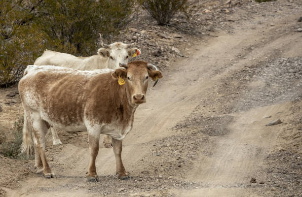 istock Mexican Cows Graze Across The River In Big Bend 1474889293