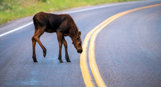 istock Moose Calf Examines Double Yellow Line In Road 1474889353
