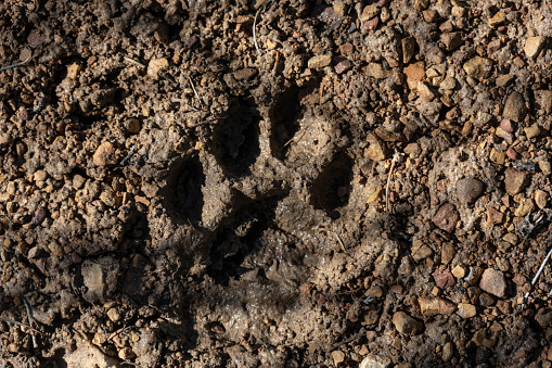 Mountain Lion Footprint In The Mud in Guadalupe Mountains National Park