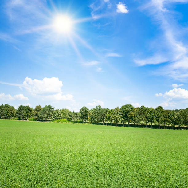 istock A green pea field and sun on blue sky. 1474889738