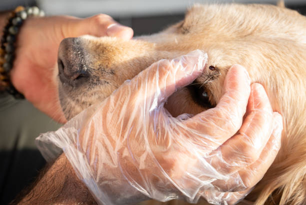 veterinario che rimuove un segno di spunta dal cane golden retriever - ectoparasite foto e immagini stock