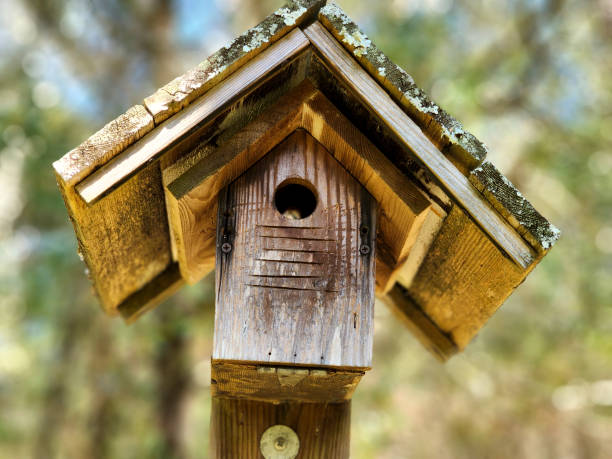 istock Home Made blue bird house.  Springtime. 1474890895