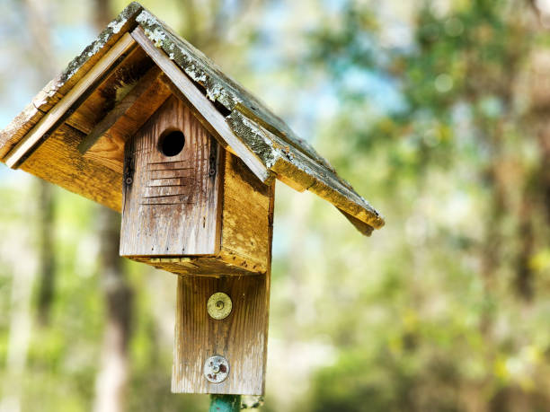 istock Home Made blue bird house.  Springtime. 1474890906