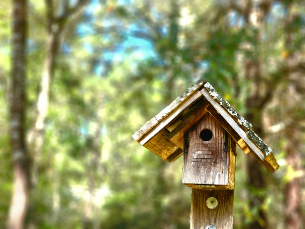 istock Home Made blue bird house.  Springtime. 1474890914