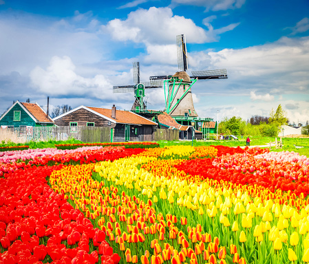 traditional Dutch rural scenery with windmill and blooming tulips, Netherlands, toned