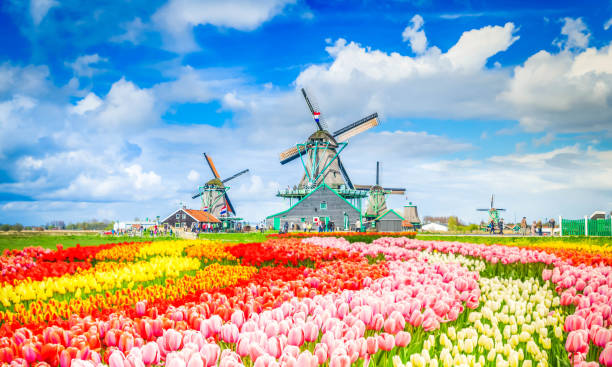Dutch wind mills traditional Dutch rural spring scene with canal and windmills of Zaanse Schans, Netherlands, toned zaanse schans stock pictures, royalty-free photos & images
