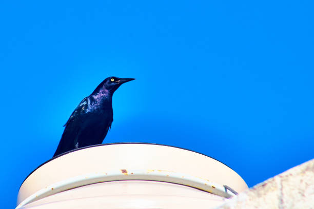 istock Grackle Quiscalus mexicanus on Isla Aguada Campeche 1474891123