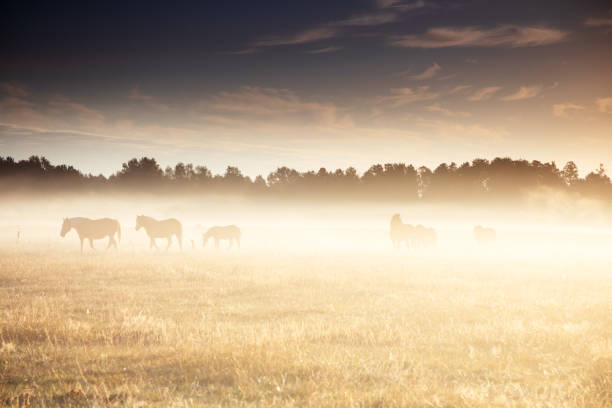 istock Horses, fog 1474892374