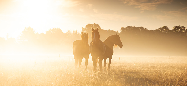 Horses, morning, field, sun, fog
