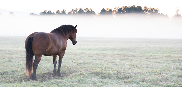 Two horses in a foggy field at dawn. They are standing in tall grass and only their silhouettes can be seen. The sun rising behind them is illuminating the fog.