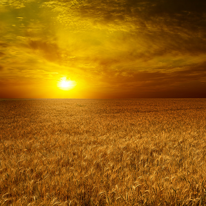 A closeup shot of silhouettes of wheat spikes on a background of a sky at the golden sunset