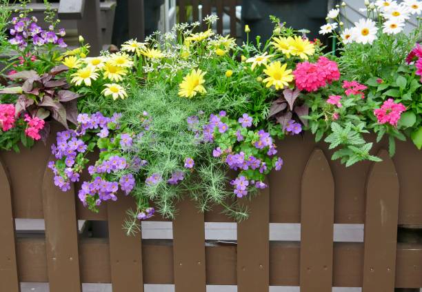 istock Colorful flowers hanging over a fence. 1474894007