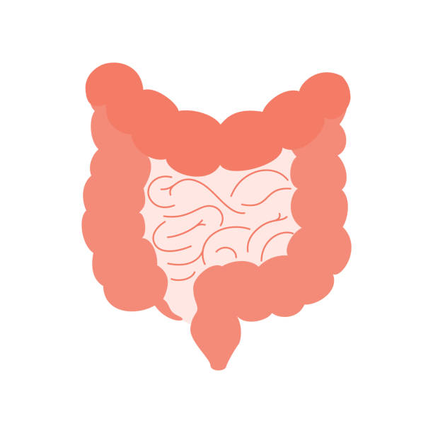 Human intestine organ, Human intestine organ, anatomy, medicine concept, healthcare. Digestive internal organ. Vector illustration. Internal organs design element. colon stock illustrations